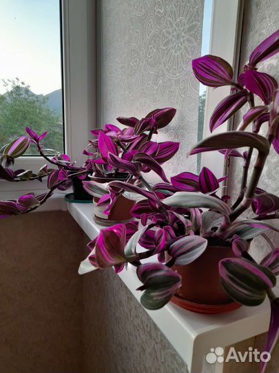 Традесканция