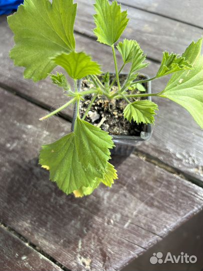 Пеларгония