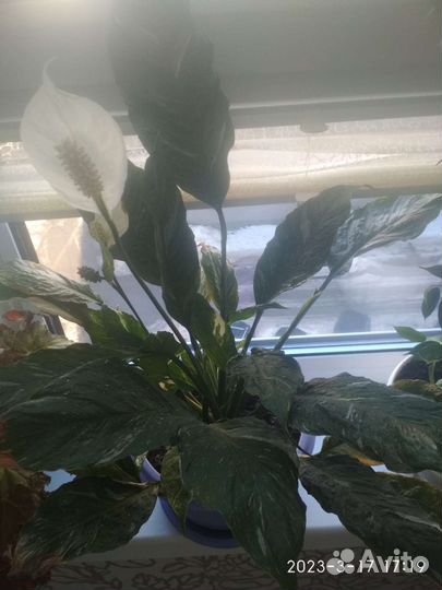 Спатифиллум