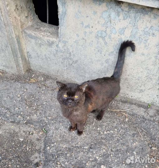 Котик очень нуждается в доме