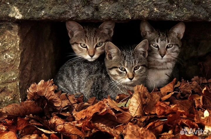 Котята ищут дом