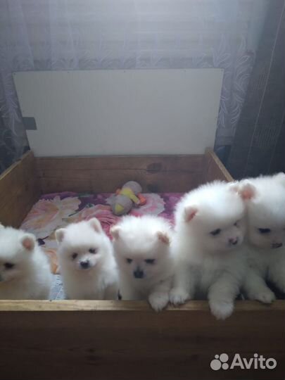 Щенки шпица