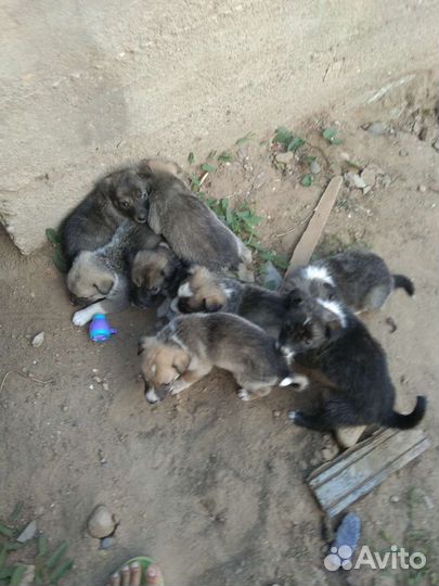 Собаки щенки бесплатно