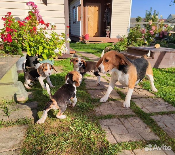 Щенки бигль