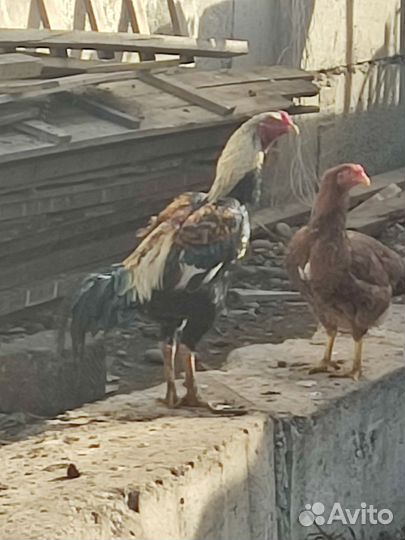 Бойцовые петухи