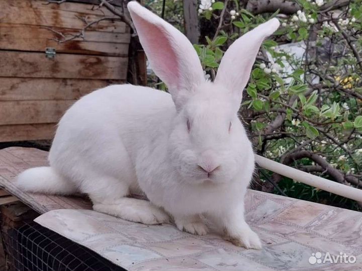 Фландер великан кролики