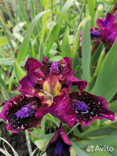 Ирисы карликовые