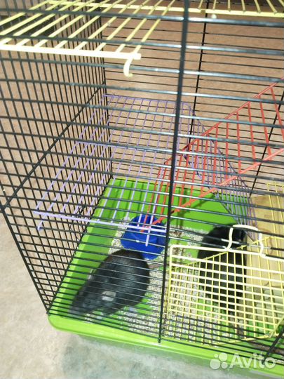 Крысы дамбо девочки