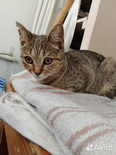 Кошка в добрые руки