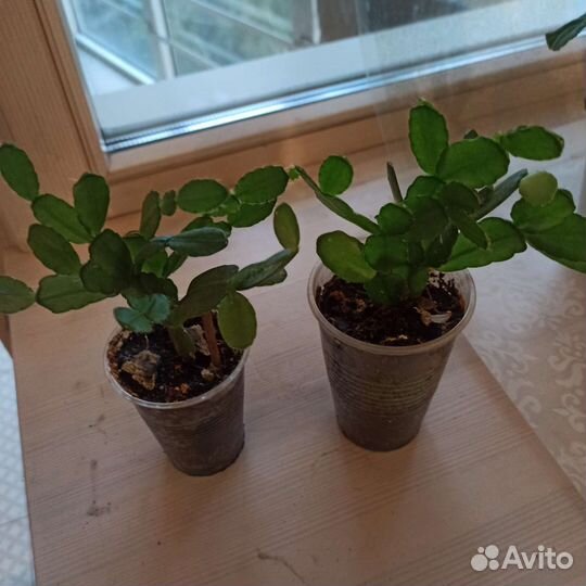 Рипсалидопсис