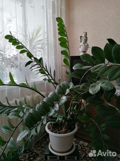 Замиокулькас