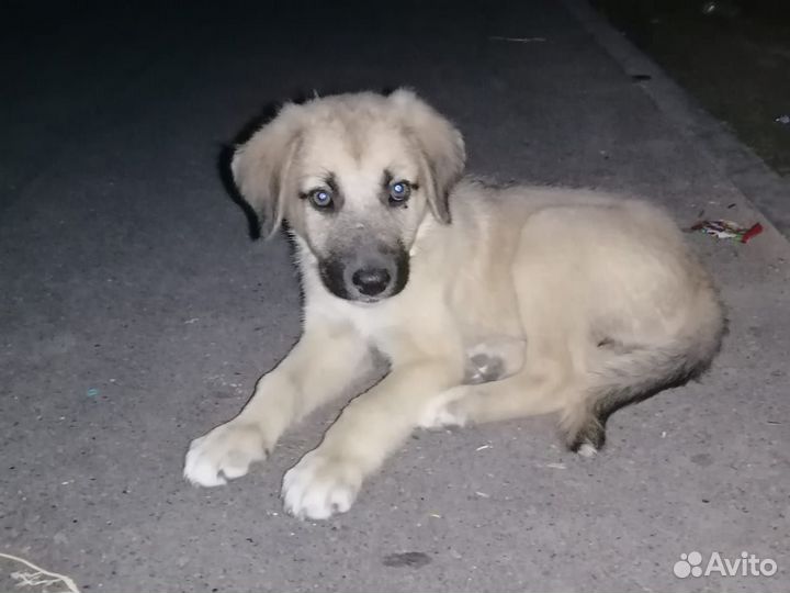 Щенок в добрые руки