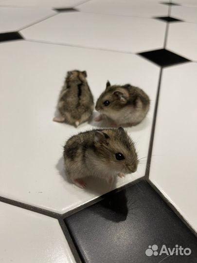 Джунгарский хомяк