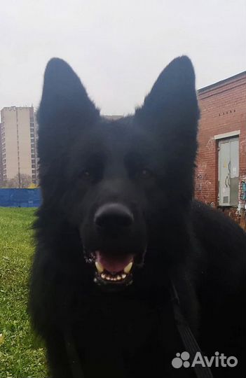 Немецкая Овчарка Длинношерстная Кобель для вязки