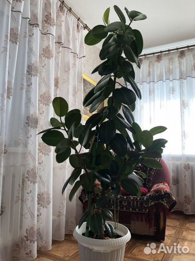 Фикус Эластика Робуста