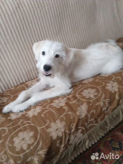 Щенок в добрые руки бесплатно