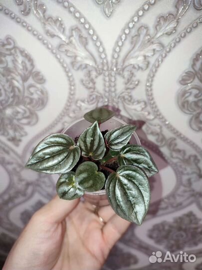 Пеперомия серебристая, аглаонема