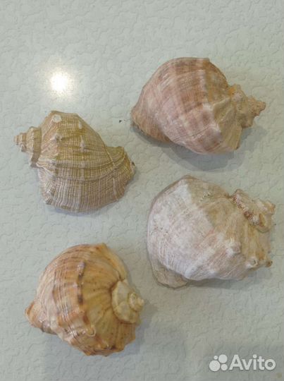 Ракушка морская