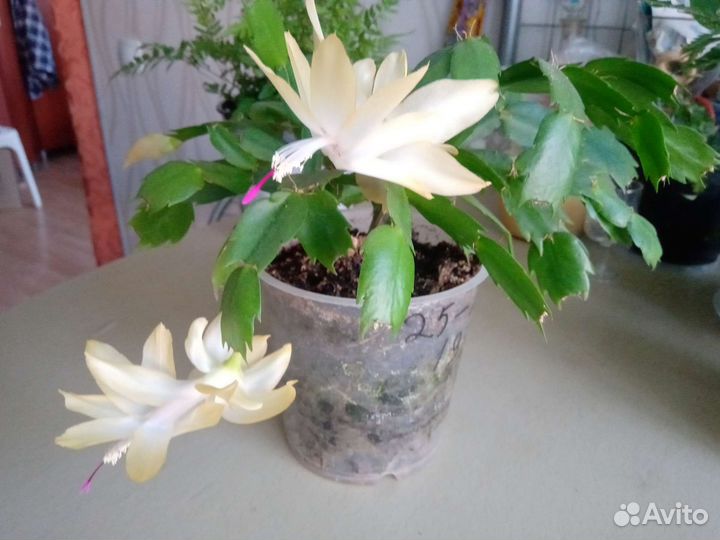 Черенки декабриста и рипса