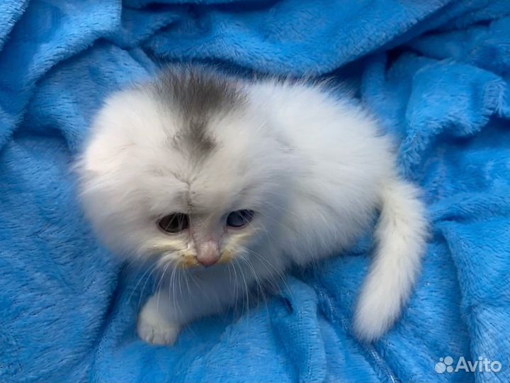 Шотландский вислоухий