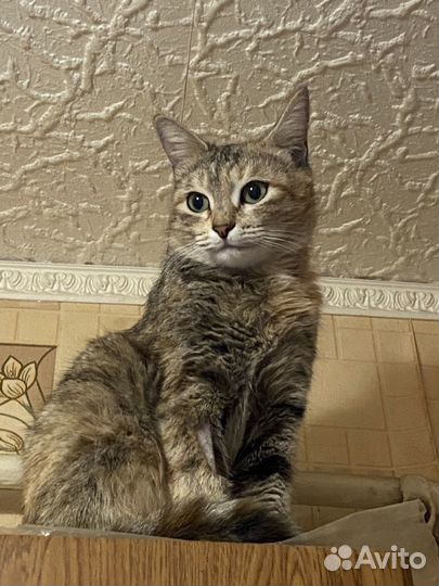 Кошка в добрые руки