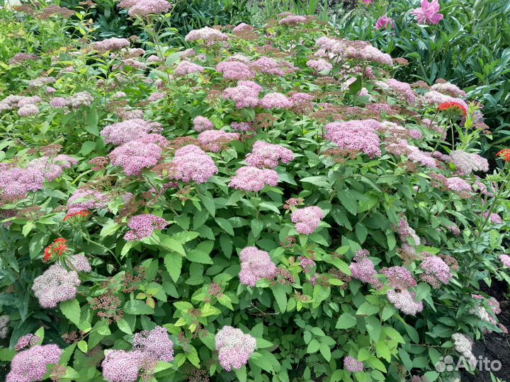 Ирис сибирский голубой