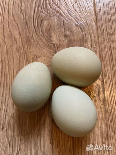 Инкубационные яйца Ухейилюй