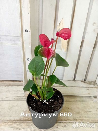 Комнатные цветы растение Антуриум три сорта