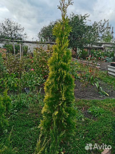 Туя смарагд