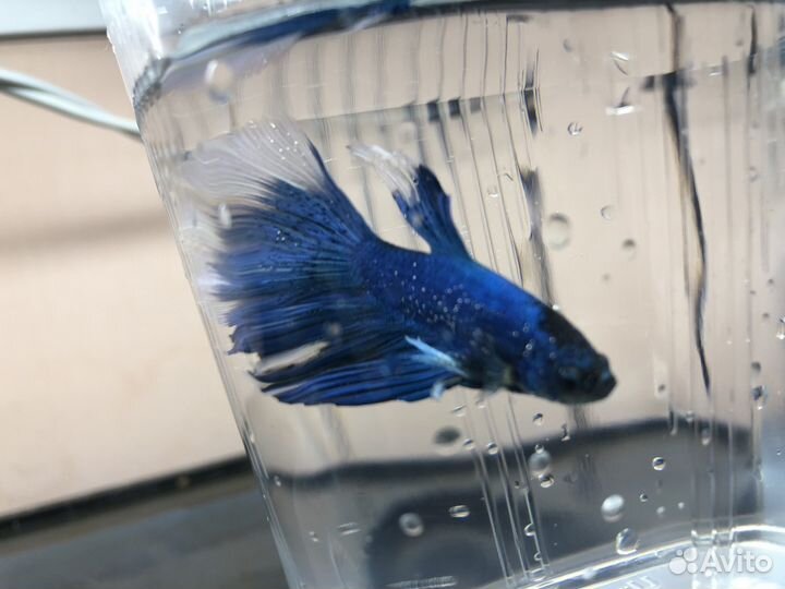 Петушки Корона, Дельта, Вуалехвост