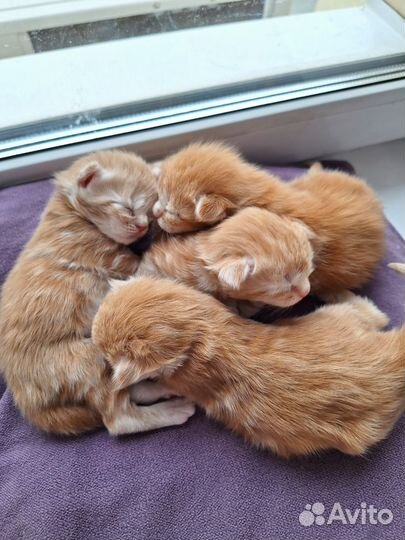 Котята мейн-кун