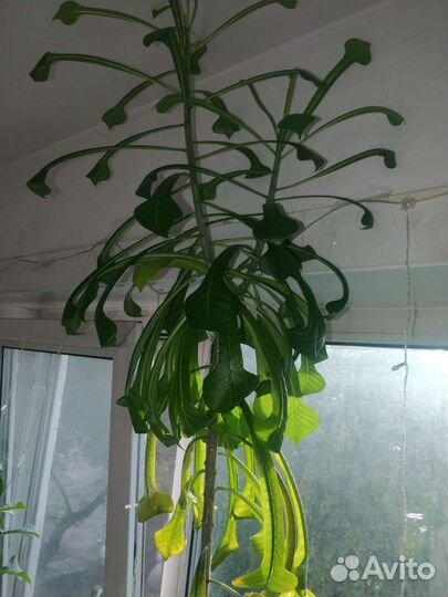 Франжипани -плюмерия