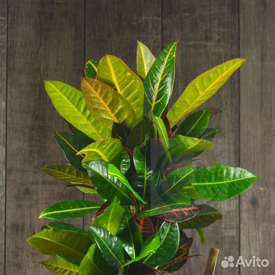 Кротон Петра 60/21