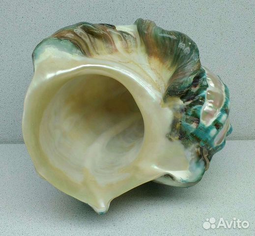 Турбо Марморатус 19,1*18,5 - морская ракушка раков