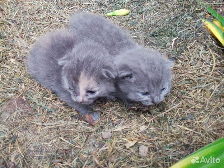 Малыши под дождём