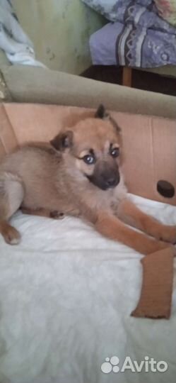 Собаки бесплатно в добрые руки щенки