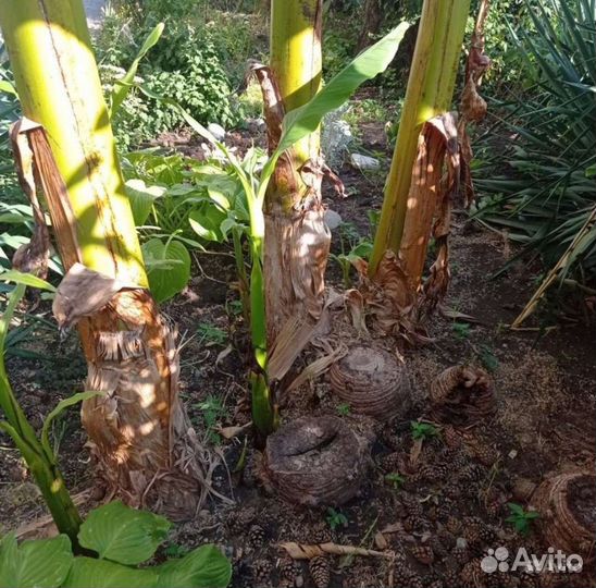 Пальма банановая