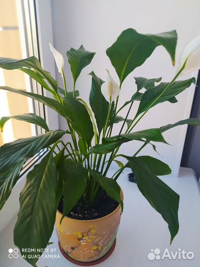 Спатифиллум