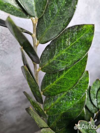 Замиокулькас изумрудный Блэк