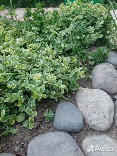 Барвинок пестролистный почво-пакровник