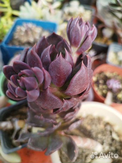 Суккуленты набор листиков