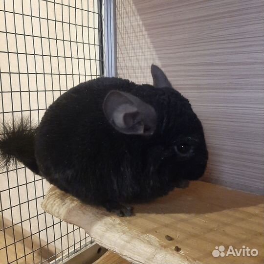 Продам шиншиллу