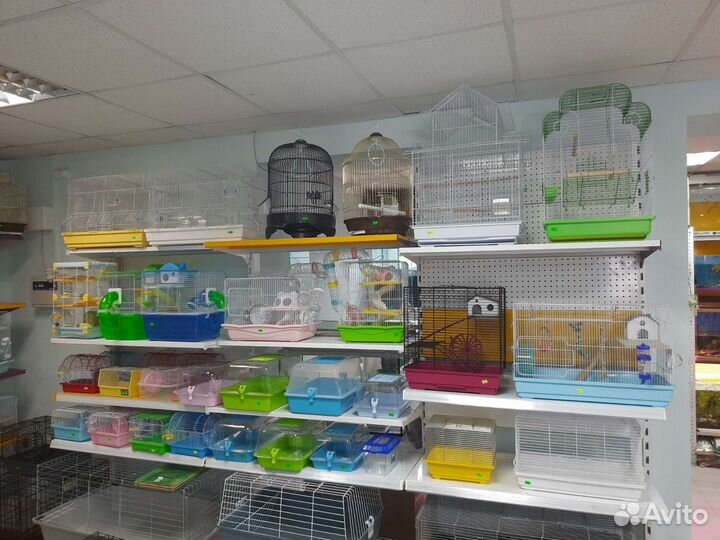 Попугаи неразлучники розовощекие зеленые