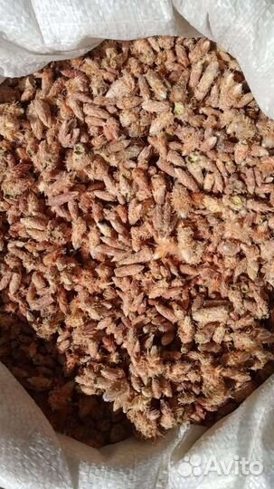 Сосновая почка