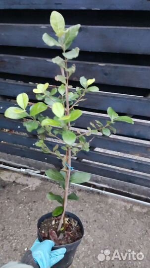 Саженцы фейхоа