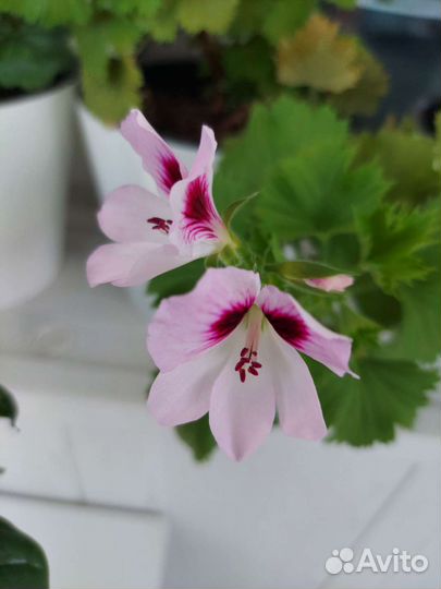 Пеларгония герань королевская