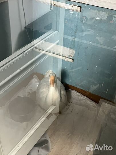 Продам гуся