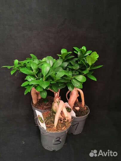 Фикус микрокарпа гинсенг 12/30-35