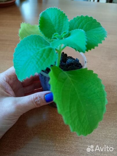 Мята домашняя