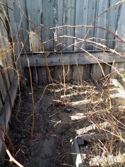 Ростки малины